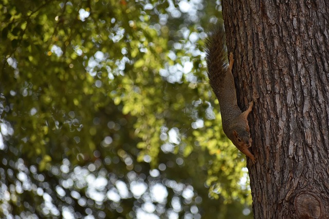 在客场是否 在客场是否